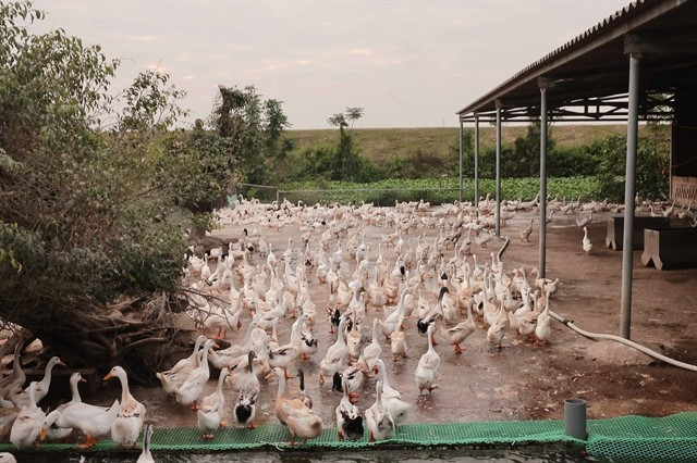 A duck raising farm in Quang Yen township, Quang Ninh province. Starting from July 1, farmers are allowed to borrow up to 300 million VND (12,000 USD) without collateral. (Photo; VNA)