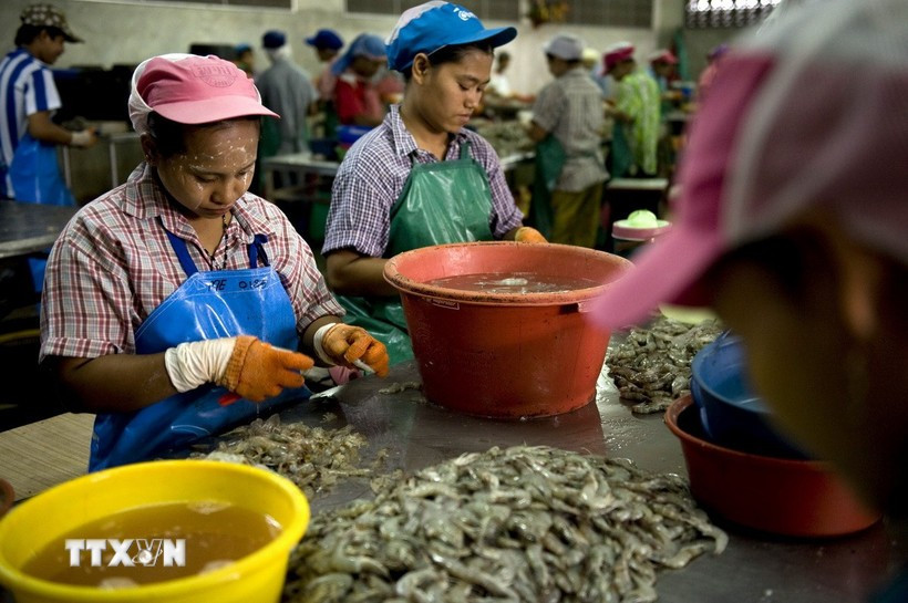 Migrant workers at a shrimp processing factory in Mahachai town in the suburb of Bangkok, Thailand. (Photo: AFP/VNA)
