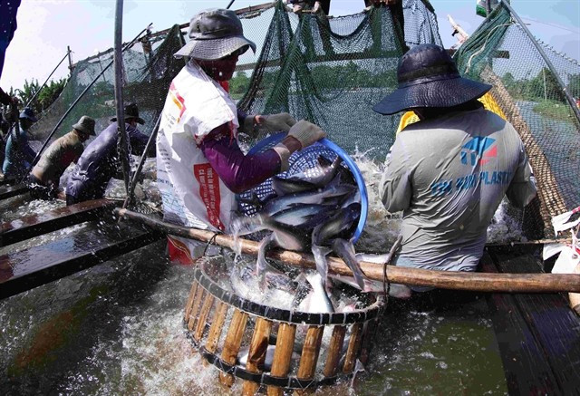 Farmers harvest pangasius at a fish farm in An Giang province, where the industry continues to adapt to shifting global demand. (Photo: VNA)