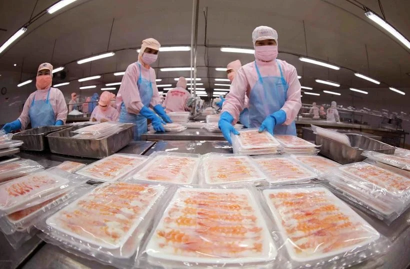 Workers process shrimp for export. Shrimp generated 300 million USD in revenue, accounting for 39% of the total export in January. (Photo: VNA)