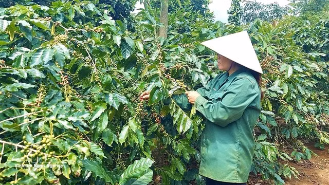A farmer is harvesting coffee in Quang Tri province. Vietnam is speeding up the development of a 2020 forest boundary map to help exporters comply with the European Union Deforestation Regulation. (Photo: VNA)
