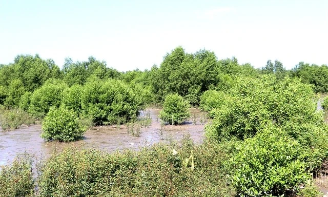 Mangrove forests in Kien Giang province’s An Bien district (Photo: VNA)