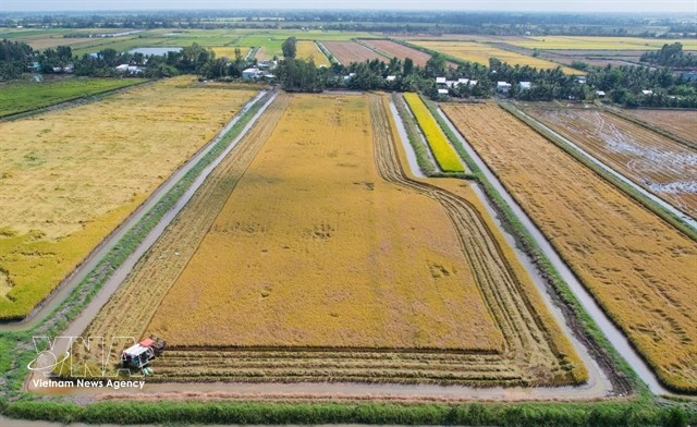 Rice – shrimp farms in Nhuy Cam hamlet in Ca Mau province’s Vinh Loc commune are entering the harvest season. (Photo: VNA)