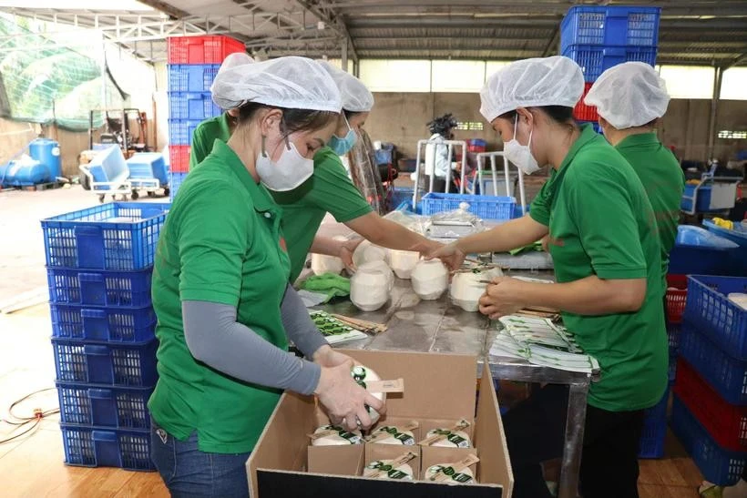 Fresh coconut packaging for export at Mekong Fruit Co. Ltd. in Huu Dinh commune in Chau Thanh district of Ben Tre province. (Photo: VNA)