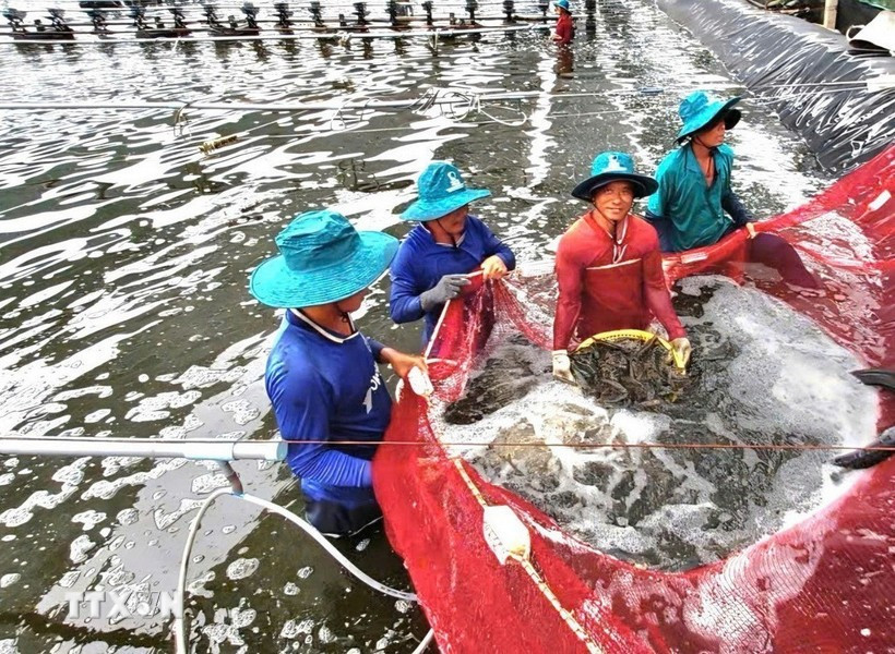 In 2025, China became Vietnam’s largest shrimp market with total imports worth 1.3 billion USD, a surge of 55% compared to 2024. (Photo published by VNA)