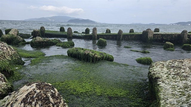 Green scenery at the moss beach on the shore of Nha Trang Bay (Photo: VNA)