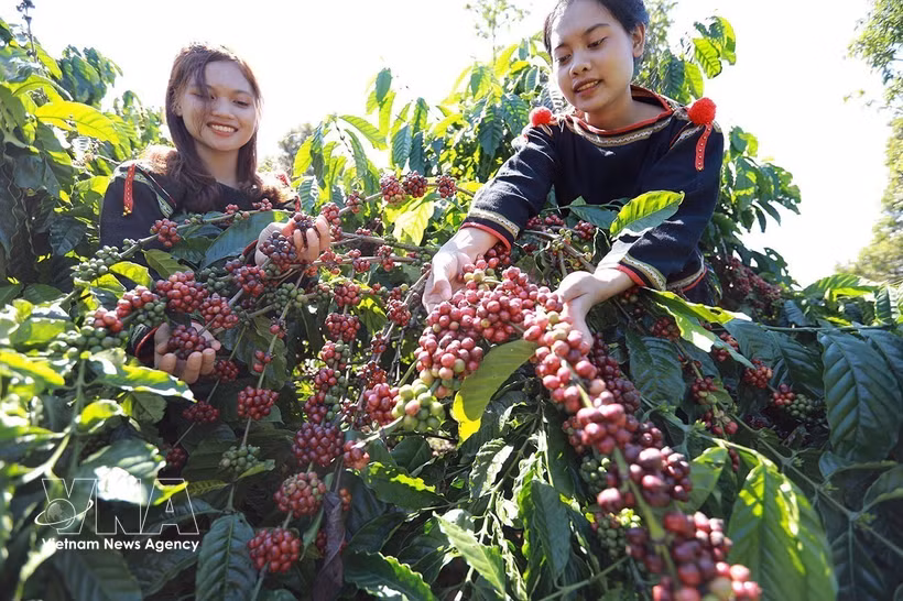 Farmers harvest coffee in the Central Highlands. Coffee is among the key foreign currency earner of Vietnam. (Photo: VNA)