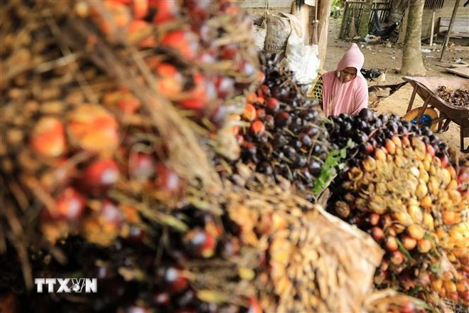 Harvesting palm oil in Kuta Makmur district of Aceh province, Indonesia. (Photo: AFP/VNA)