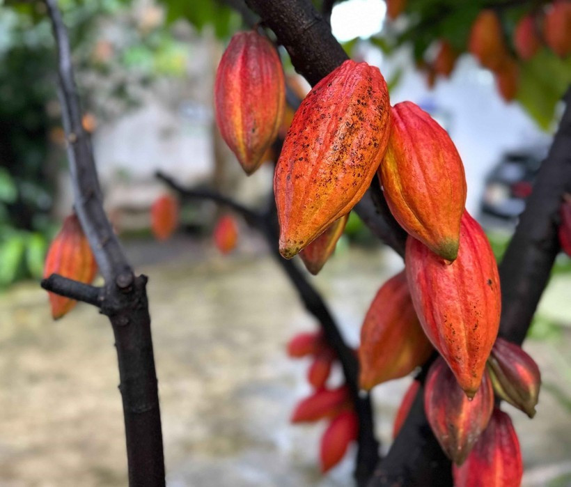 One of the precious cocoa varieties preserved at the Azzan Cocoa–Chocolate JSC in Buon Ma Thuot ward, Dak Lak province. (Photo: VNA)