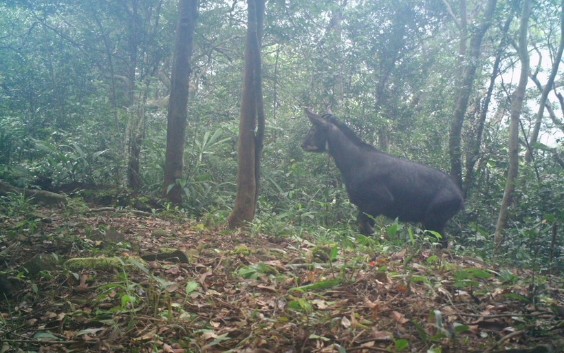 A camera trap photo of a Chinese serow (Capricornis milneedwardsii) in the Dong Chau – Khe Nuoc Trong Nature Reserve (Photo published by VNA)