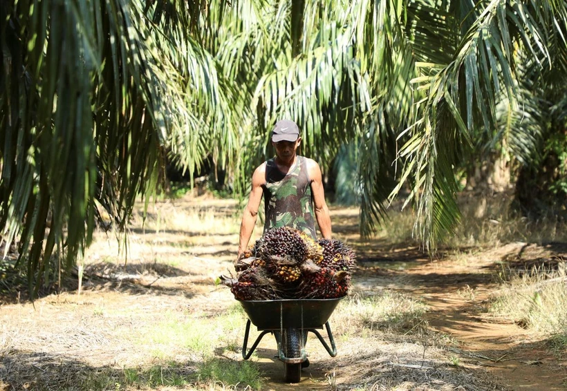 A man pushes a cart of palm fruits at a plantation in Kuala Selangor town of Selangor state, Malaysia. (Photo: Reuters)