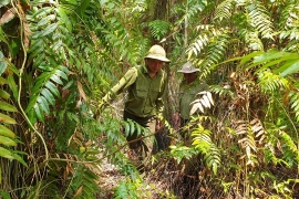 Forest rangers patrol the U Minh Ha National Park in Ca Mau province. (Photo: VNA)