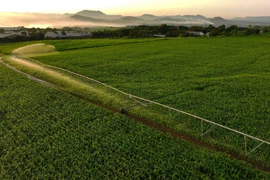 A high-tech corn, sorghum and grass farm in Nghe An province (Photo: VNA) 