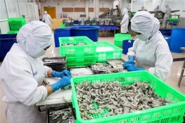 An export shrimp processing line in HCM City. (Photo: VNA)