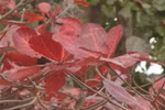 Con Dao’s romantic beauty during catappa trees' fall foliage season