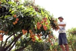 Bac Giang enters peak lychee harvest season