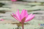 Purple water lilies bloom in Ninh Binh - land of heritage