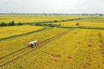 Vietnam’s agricultural sector targets 15% emission cut by 2035