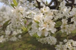 Plum blossoms turn Moc Chau into a dreamlike white wonderland 