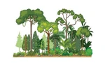 Vietnam boasts over 14.87 million hectares of forest in 2024