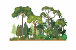 Vietnam boasts over 14.87 million hectares of forest in 2024