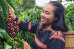 Gia Lai elevates Vietnamese coffee on global map