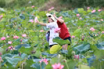 Tra Ly lotus season: Connecting people and nature