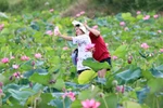 Tra Ly lotus season: Connecting people and nature