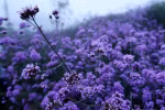 Moc Chau in bloom: A journey through fields of dreams