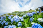 Vibrant hydrangeas bloom on Mau Son Mountain