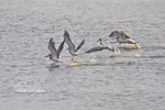 Endangered spot-billed pelicans return to Tram Chim National Park after six-year absence