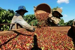 Vietnam’s specialty coffee fetches record export price