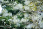Pure white sua blossoms adorn Hanoi streets