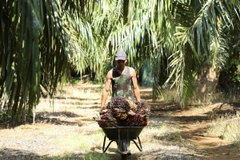 A man pushes a cart of palm fruits at a plantation in Kuala Selangor town of Selangor state, Malaysia. (Photo: Reuters)