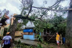 Trees fall during Typhoon Bualoi in Masbate province of the Philippines on September 26, 2025. (Photo: Xinhua/VNA)