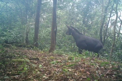 A camera trap photo of a Chinese serow (Capricornis milneedwardsii) in the Dong Chau – Khe Nuoc Trong Nature Reserve (Photo published by VNA)