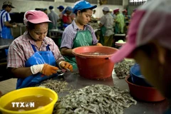 Migrant workers at a shrimp processing factory in Mahachai town in the suburb of Bangkok, Thailand. (Photo: AFP/VNA)