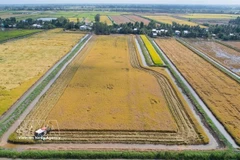 Rice – shrimp farms in Nhuy Cam hamlet in Ca Mau province’s Vinh Loc commune are entering the harvest season. (Photo: VNA)