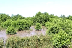 Mangrove forests in Kien Giang province’s An Bien district (Photo: VNA)