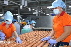 Workers package eggs at the factory of the QL Vietnam Agroresources Co. Ltd. (Photo: VNA)