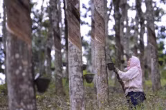 Malaysia's Deputy Prime Minister Ahmad Zahid Hamidi, who is also Minister of Rural and Regional Development, says aid rates in Peninsular Malaysia have been raised to 20,000 MYR (5,060 USD) per hectare from 13,710 MYR. (Photo: businesstoday.com.my)
