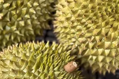 Thailand tightens durian quality for exports