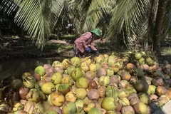 Thailand steps up support for coconut farmers amid domestic oversupply