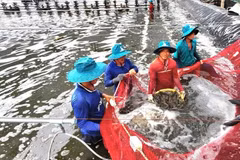 In 2025, China became Vietnam’s largest shrimp market with total imports worth 1.3 billion USD, a surge of 55% compared to 2024. (Photo published by VNA)