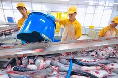 Workers at a processing line of a Vinh Hoan plant. (Photo: vasep.com.vn)