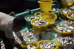 Thailand approves fisheries management plan for 2023–2027 period