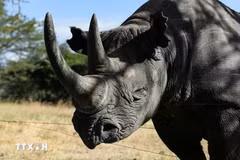 There are indications of a decline in genetic variety among Javan rhinos in the wild, according to an official of the Indonesian Ministry of Forestry. (Illustrative photo: Xinhua/VNA)