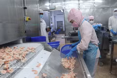 A shrimp export processing plant in Ca Mau province (Photo: VNA)