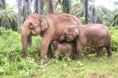 Sumatran elephants conserved in a protected area in Aceh province, Indonesia (Photo: Xinhua/VNA)