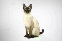 Thai cats possess distinctive physical and behavioural traits that clearly differentiate them from other breeds. (Photo: thailand.prd.go.th)